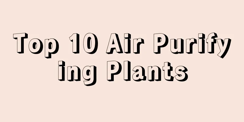 Top 10 Air Purifying Plants