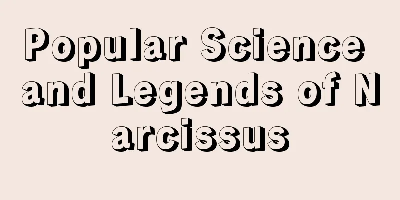 Popular Science and Legends of Narcissus