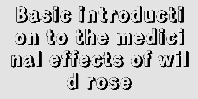 Basic introduction to the medicinal effects of wild rose