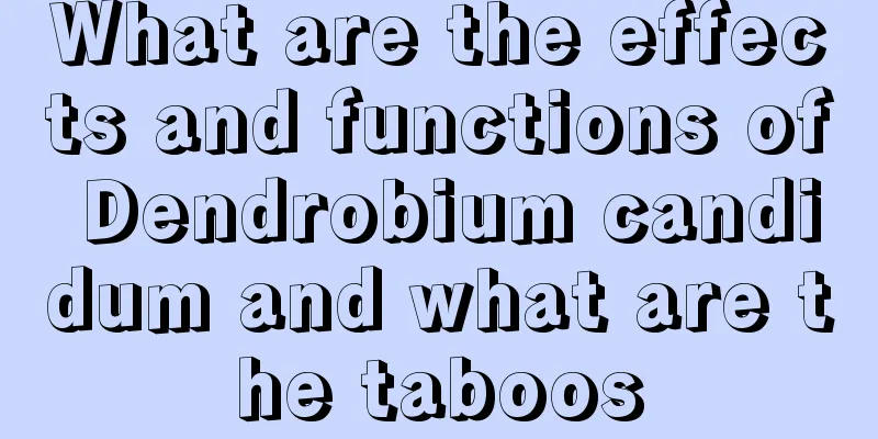 What are the effects and functions of Dendrobium candidum and what are the taboos