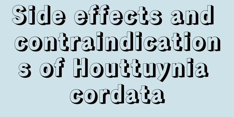 Side effects and contraindications of Houttuynia cordata