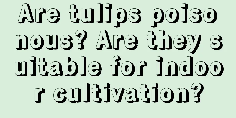 Are tulips poisonous? Are they suitable for indoor cultivation?