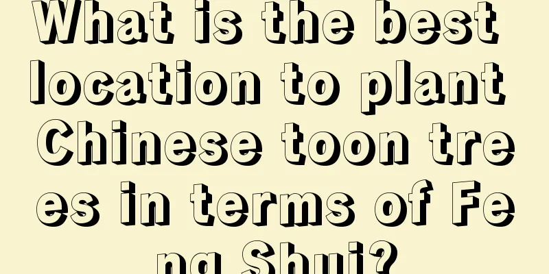 What is the best location to plant Chinese toon trees in terms of Feng Shui?