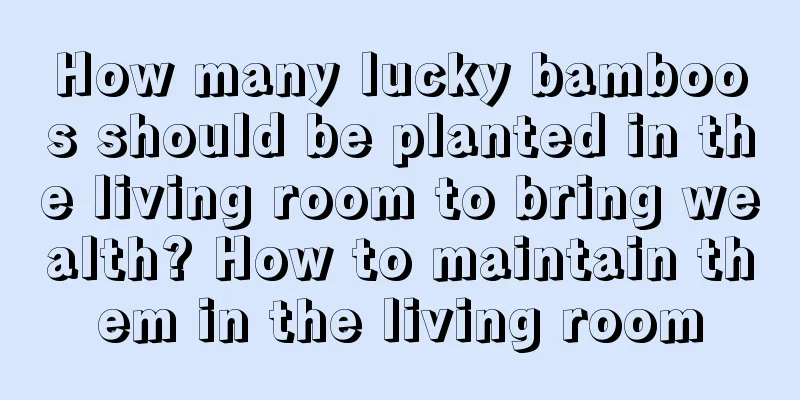 How many lucky bamboos should be planted in the living room to bring wealth? How to maintain them in the living room