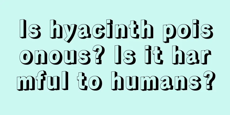 Is hyacinth poisonous? Is it harmful to humans?