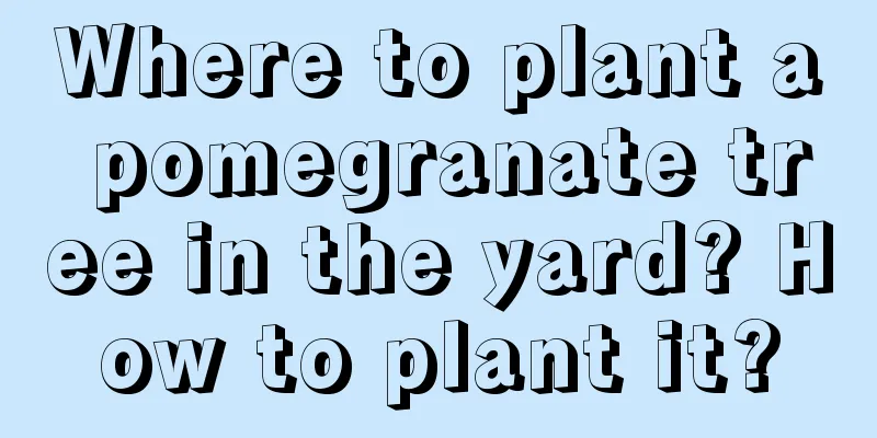 Where to plant a pomegranate tree in the yard? How to plant it?