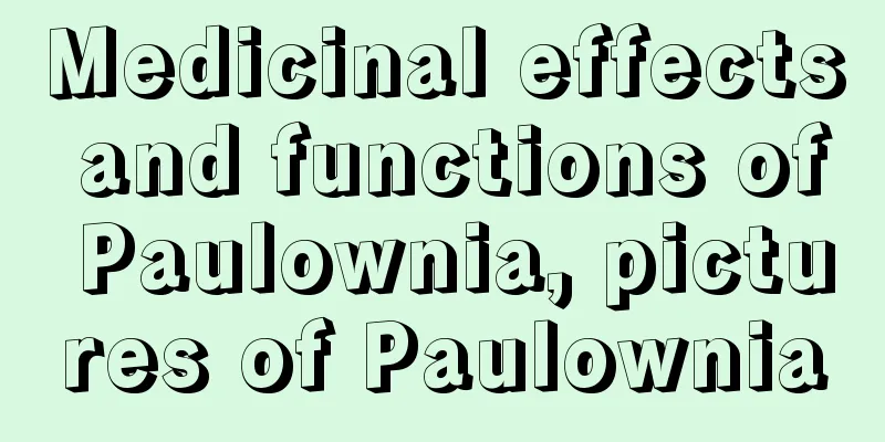 Medicinal effects and functions of Paulownia, pictures of Paulownia