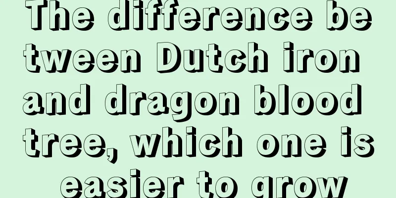 The difference between Dutch iron and dragon blood tree, which one is easier to grow