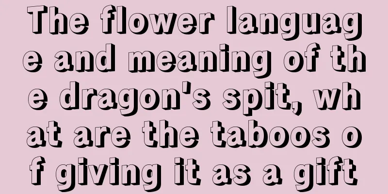 The flower language and meaning of the dragon's spit, what are the taboos of giving it as a gift