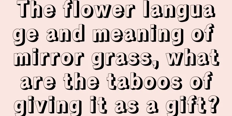 The flower language and meaning of mirror grass, what are the taboos of giving it as a gift?