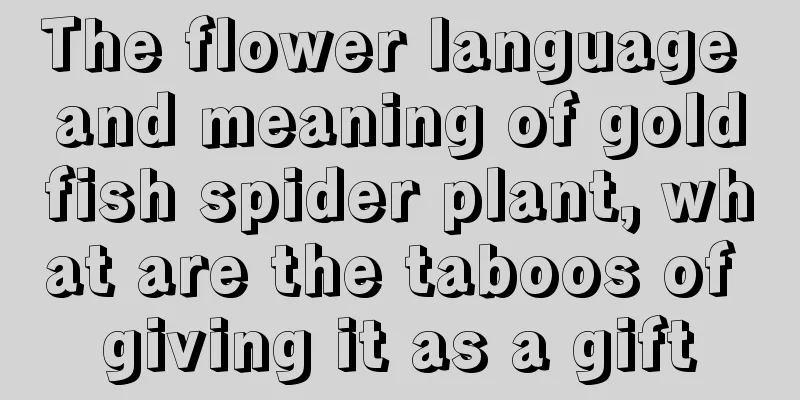 The flower language and meaning of goldfish spider plant, what are the taboos of giving it as a gift