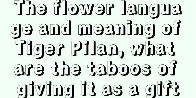 The flower language and meaning of Tiger Pilan, what are the taboos of giving it as a gift