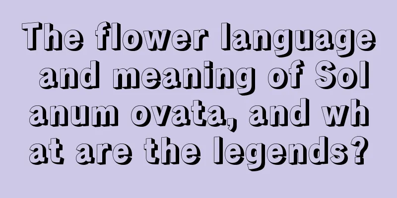 The flower language and meaning of Solanum ovata, and what are the legends?