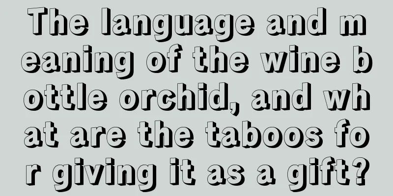 The language and meaning of the wine bottle orchid, and what are the taboos for giving it as a gift?