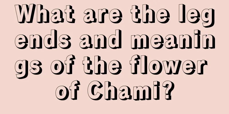 What are the legends and meanings of the flower of Chami?