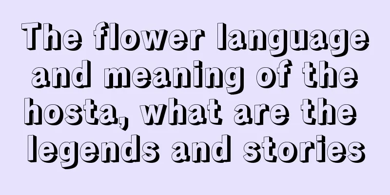 The flower language and meaning of the hosta, what are the legends and stories