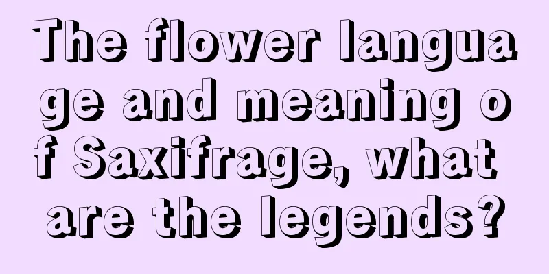 The flower language and meaning of Saxifrage, what are the legends?