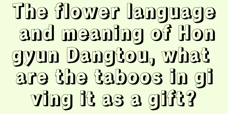 The flower language and meaning of Hongyun Dangtou, what are the taboos in giving it as a gift?