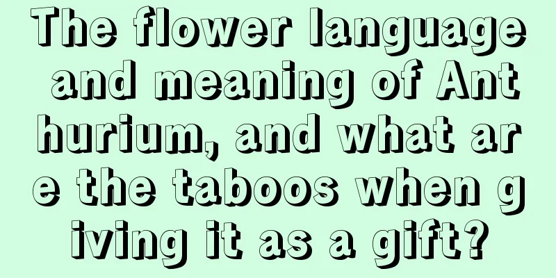 The flower language and meaning of Anthurium, and what are the taboos when giving it as a gift?