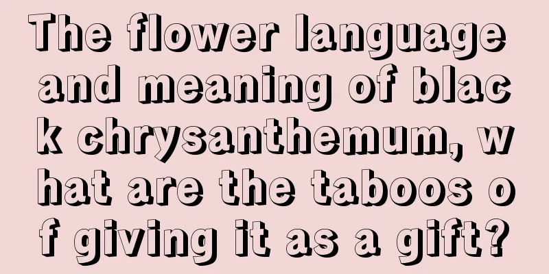 The flower language and meaning of black chrysanthemum, what are the taboos of giving it as a gift?