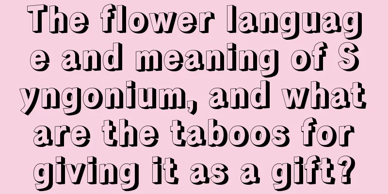 The flower language and meaning of Syngonium, and what are the taboos for giving it as a gift?