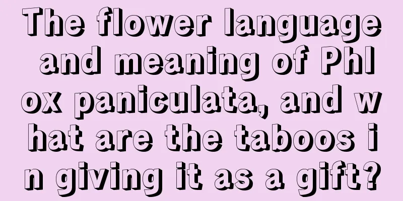 The flower language and meaning of Phlox paniculata, and what are the taboos in giving it as a gift?