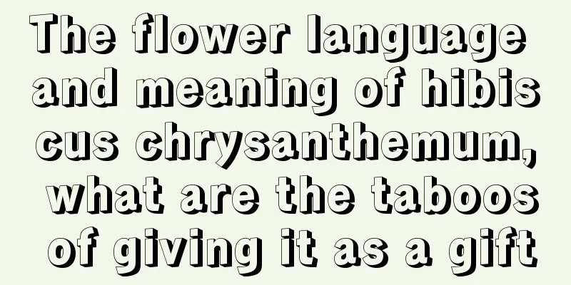 The flower language and meaning of hibiscus chrysanthemum, what are the taboos of giving it as a gift