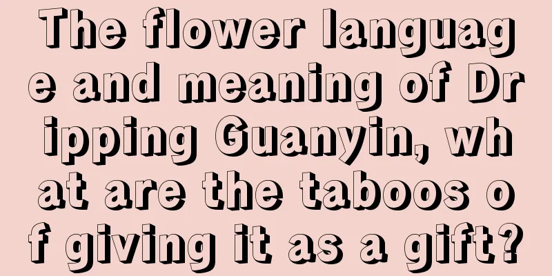 The flower language and meaning of Dripping Guanyin, what are the taboos of giving it as a gift?