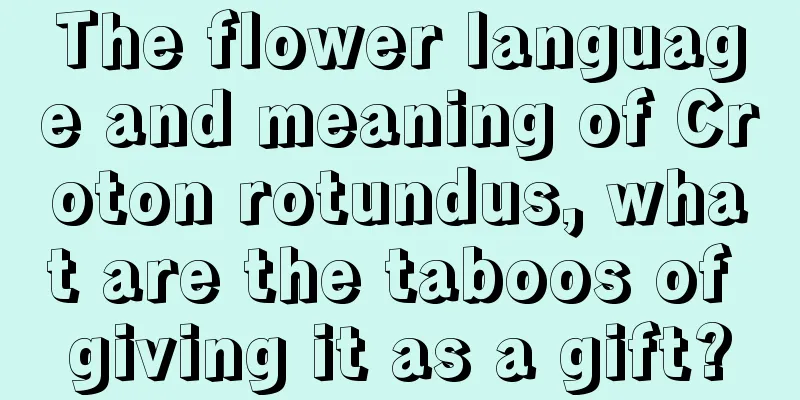 The flower language and meaning of Croton rotundus, what are the taboos of giving it as a gift?