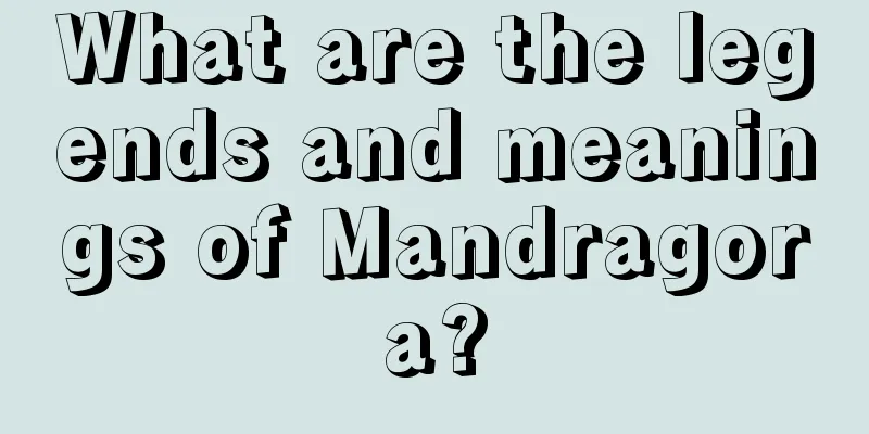 What are the legends and meanings of Mandragora?