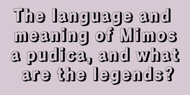 The language and meaning of Mimosa pudica, and what are the legends?