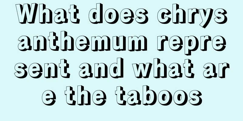 What does chrysanthemum represent and what are the taboos