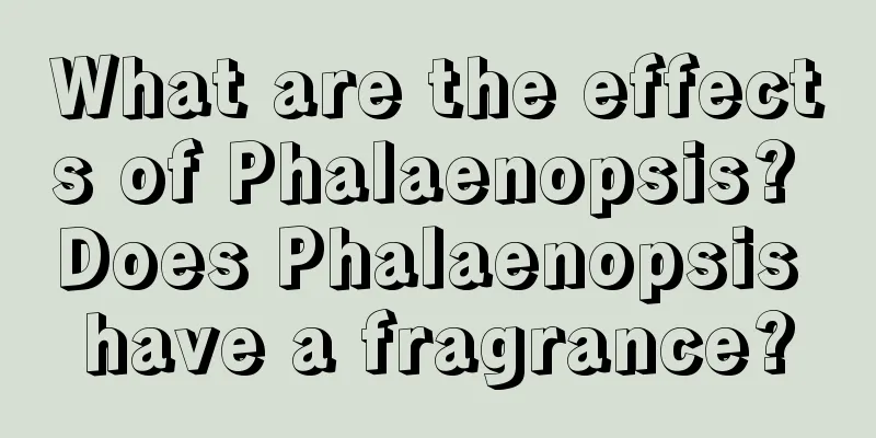 What are the effects of Phalaenopsis? Does Phalaenopsis have a fragrance?