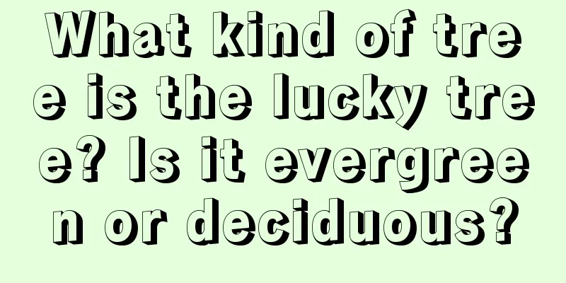 What kind of tree is the lucky tree? Is it evergreen or deciduous?