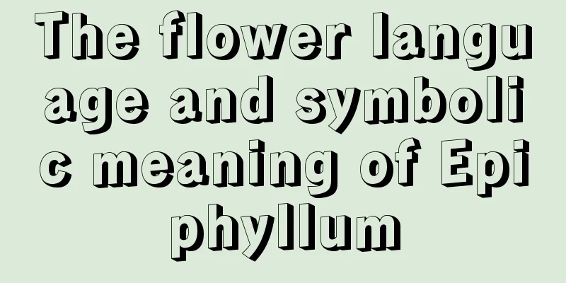 The flower language and symbolic meaning of Epiphyllum