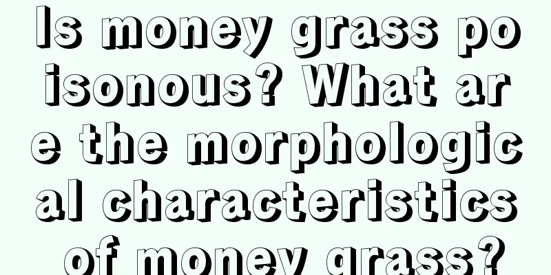 Is money grass poisonous? What are the morphological characteristics of money grass?