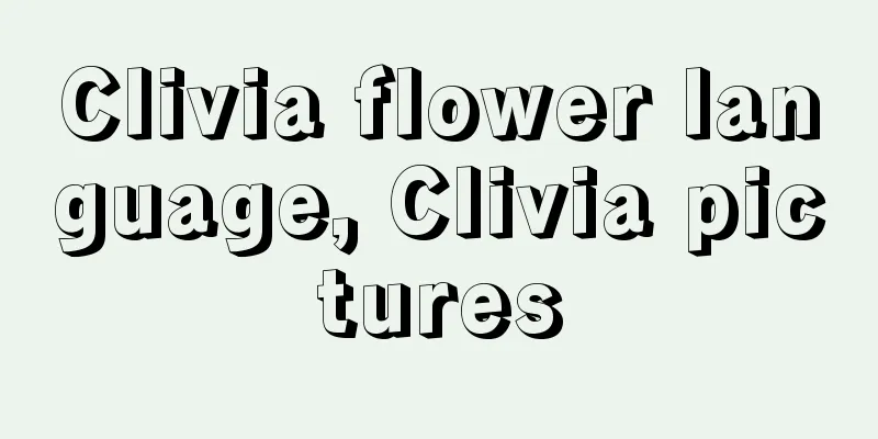 Clivia flower language, Clivia pictures