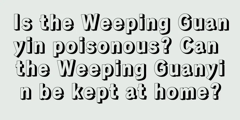 Is the Weeping Guanyin poisonous? Can the Weeping Guanyin be kept at home?