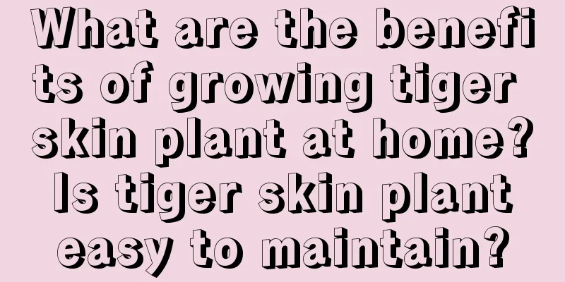 What are the benefits of growing tiger skin plant at home? Is tiger skin plant easy to maintain?