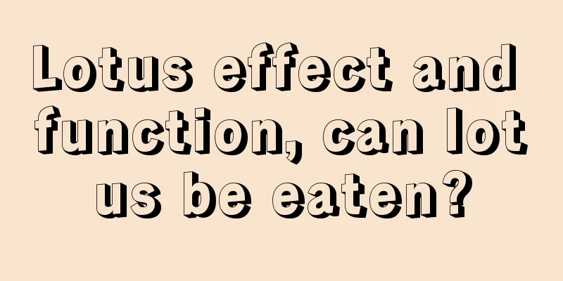 Lotus effect and function, can lotus be eaten?