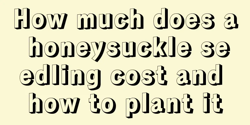 How much does a honeysuckle seedling cost and how to plant it