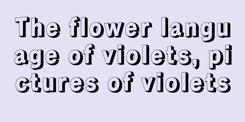 The flower language of violets, pictures of violets