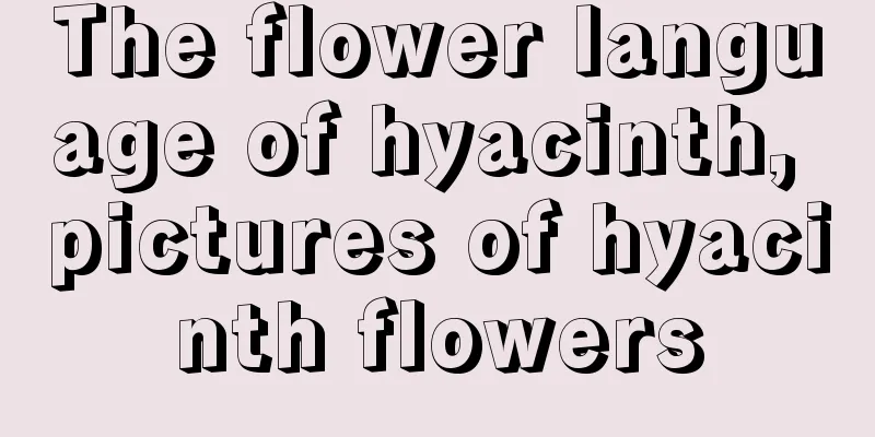 The flower language of hyacinth, pictures of hyacinth flowers