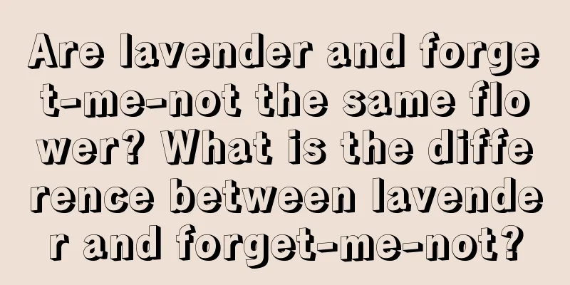 Are lavender and forget-me-not the same flower? What is the difference between lavender and forget-me-not?