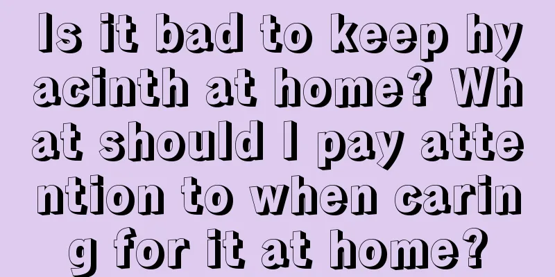 Is it bad to keep hyacinth at home? What should I pay attention to when caring for it at home?