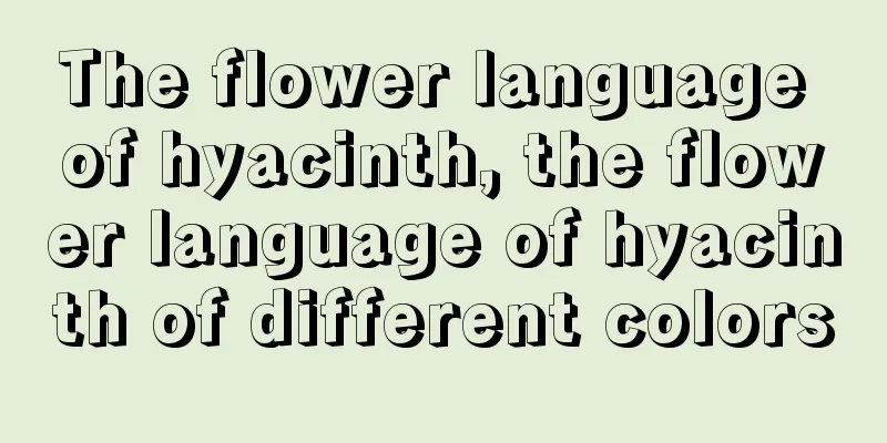 The flower language of hyacinth, the flower language of hyacinth of different colors