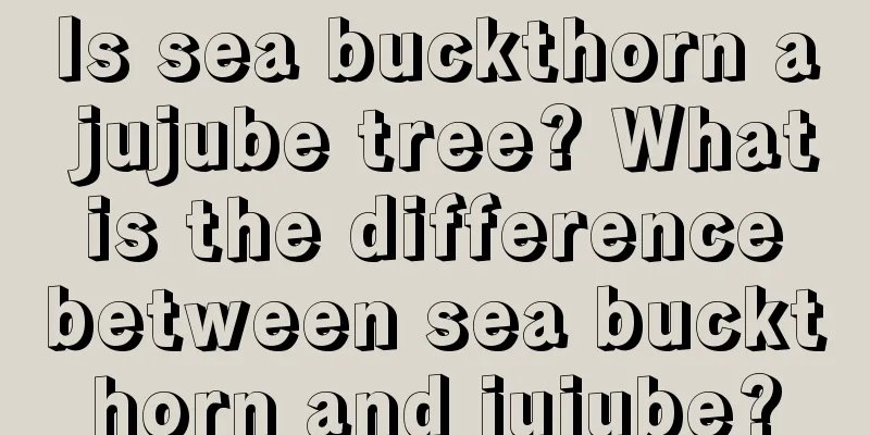 Is sea buckthorn a jujube tree? What is the difference between sea buckthorn and jujube?