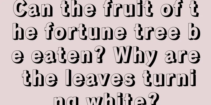 Can the fruit of the fortune tree be eaten? Why are the leaves turning white?