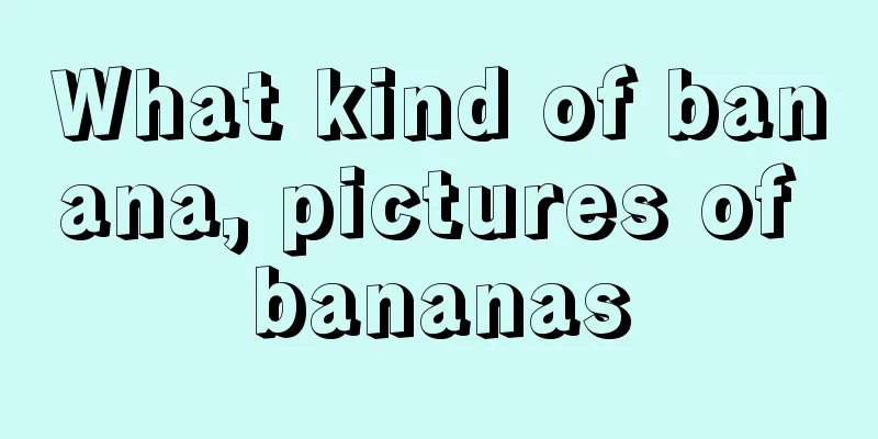 What kind of banana, pictures of bananas