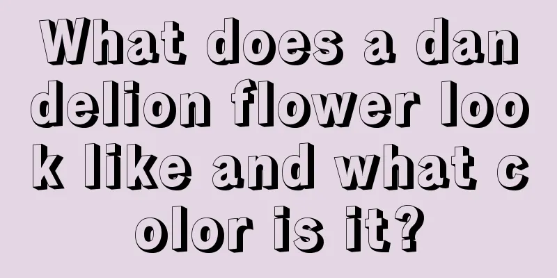 What does a dandelion flower look like and what color is it?